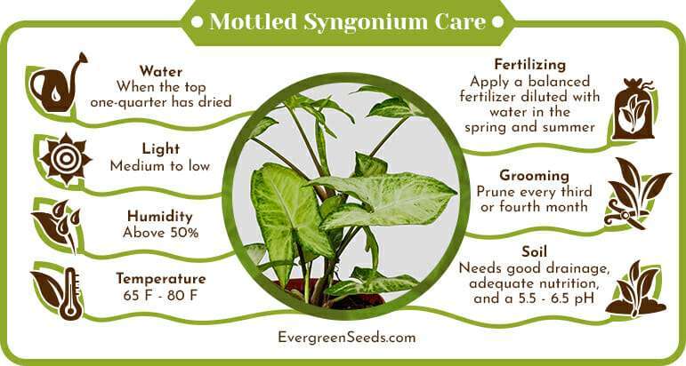 Mottled Syngonium Care Infographic