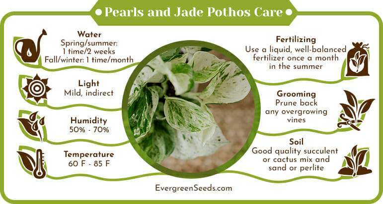 Pearls and Jade Pothos Care Infographic