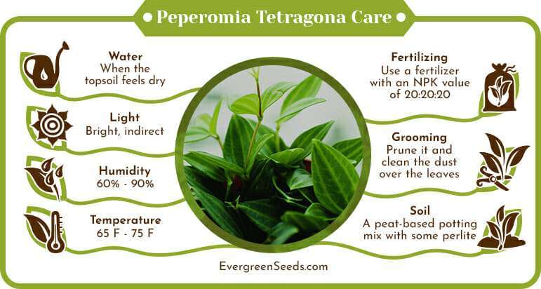 Peperomia Tetragona Care Infographic