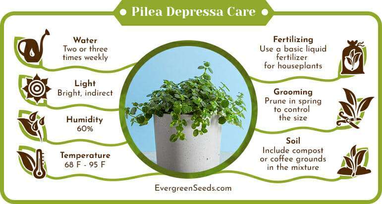 Pilea Depressa Care Infographic