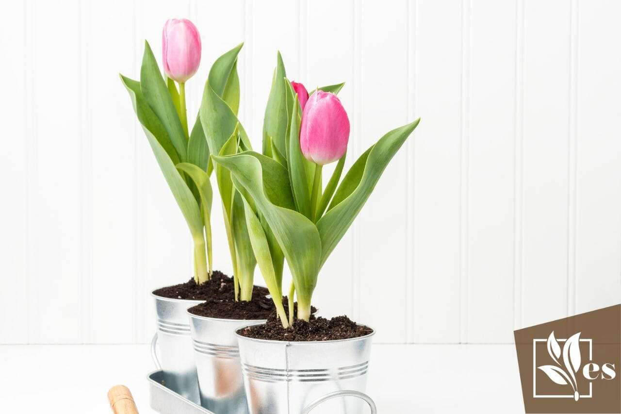 Three Potted Tulips