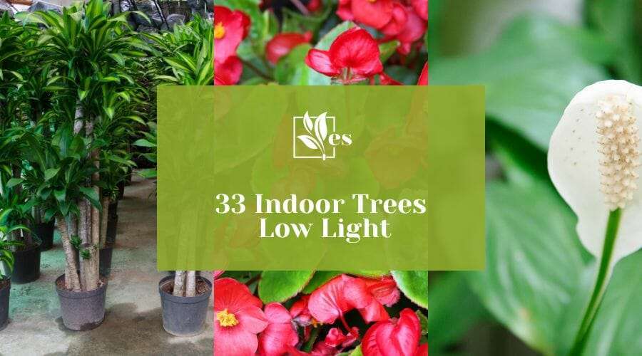 33 Indoor Trees Low Light