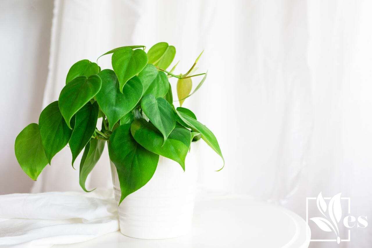 8 Heart Leaf Philodendron