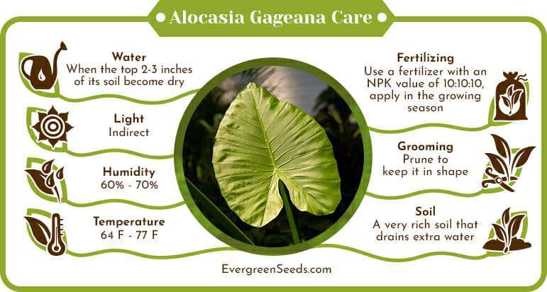 Alocasia Gageana Care Infographic