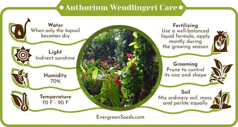 Anthurium Wendlingeri Care Infographic
