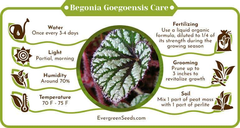Begonia Goegoensis Care Infographic