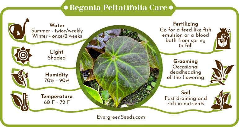 Begonia Peltatifolia Care Infographic