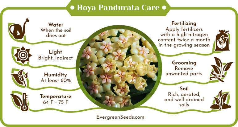 Hoya Pandurata Care Infographic