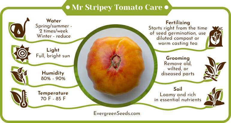 Mr Stripey Tomato Care Infographic