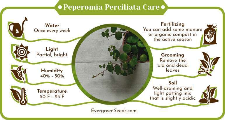 Peperomia Perciliata Care Infographic