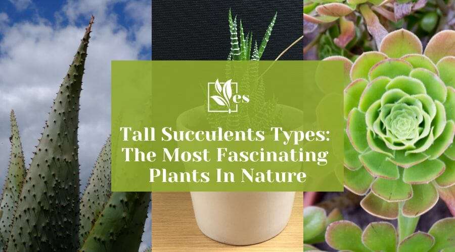 Tall Succulents Types The Most Fascinating Plants In Nature
