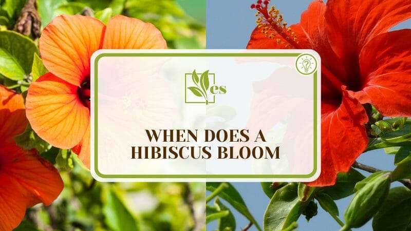 Tips of Hibiscus Blooming Time