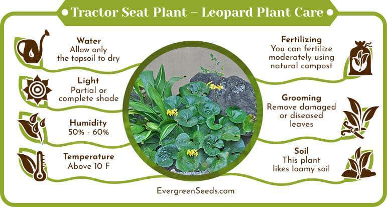 Tractor Seat Plant Leopard Plant Care Infographic