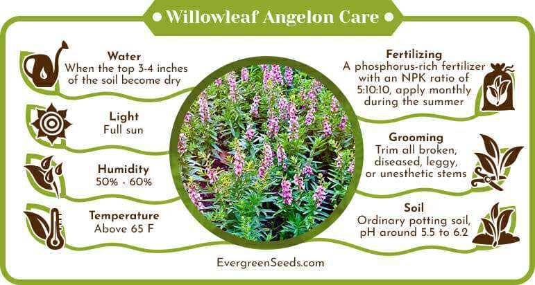 Willowleaf Angelon Care Infographic