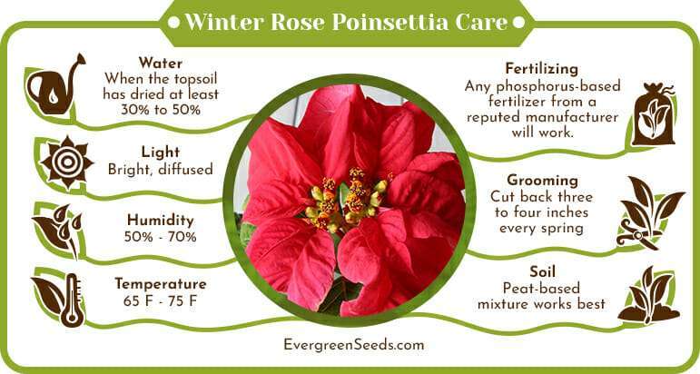 Winter Rose Poinsettia Care Infographic