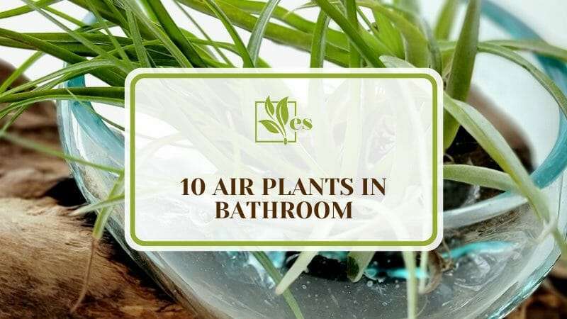 10 Air Plants in Bathroom
