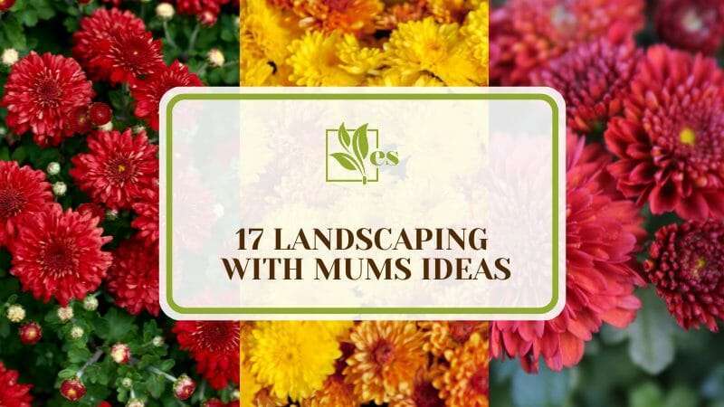 17 Landscaping With Mums Ideas