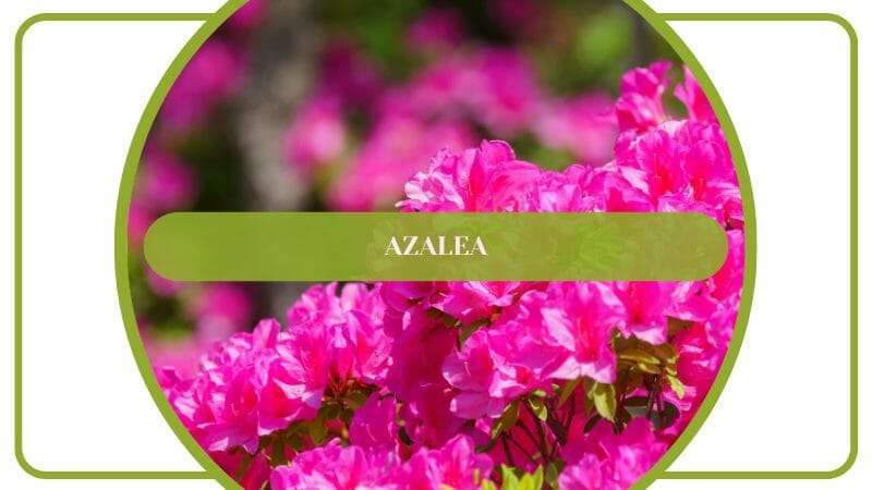 Azalea Pink Flowers Rhododendron spp