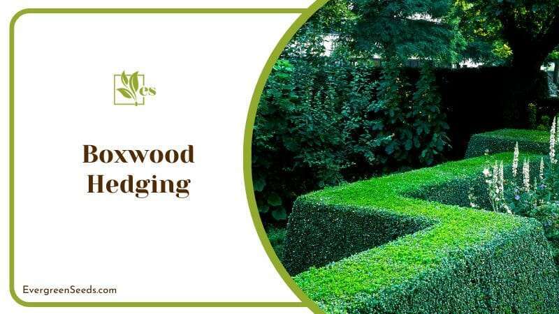 Backyard Decor Boxwood Hedging