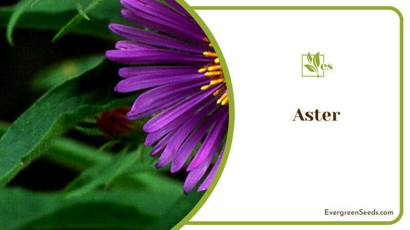 Beauty of the Aster A Garden Favorite