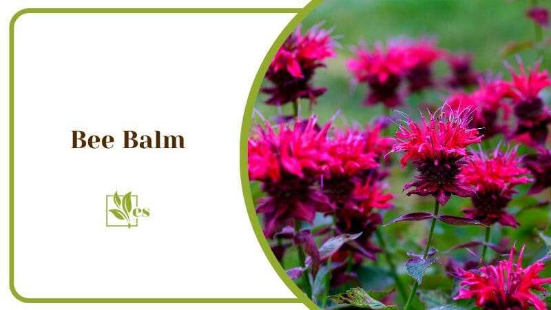 Bee Balm Plant Monardam Flowers in Full Bloom and Red Color