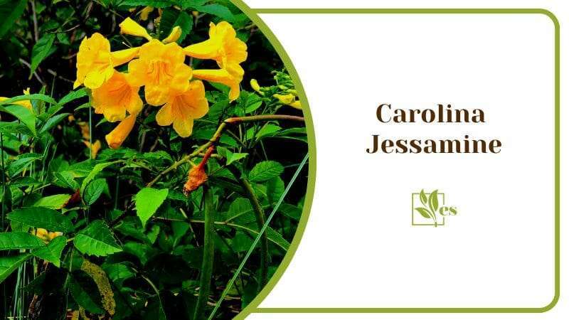 Carolina Jessamine Plants That Soak up Water Gelsemium Sempervirens Flower