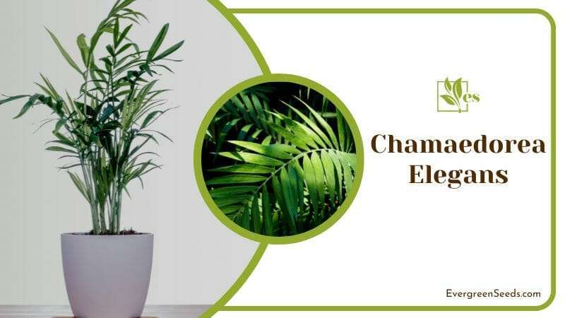 Chamaedorea Elegans Short Shrub Indoor Plant that Look like Palm Tree