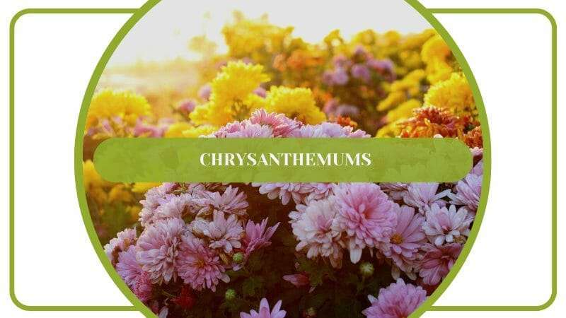 Chrysanthemums Colorful Flowers Mums