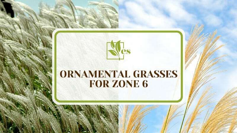 Compiled List of Ornamental Grasses for Zone 6