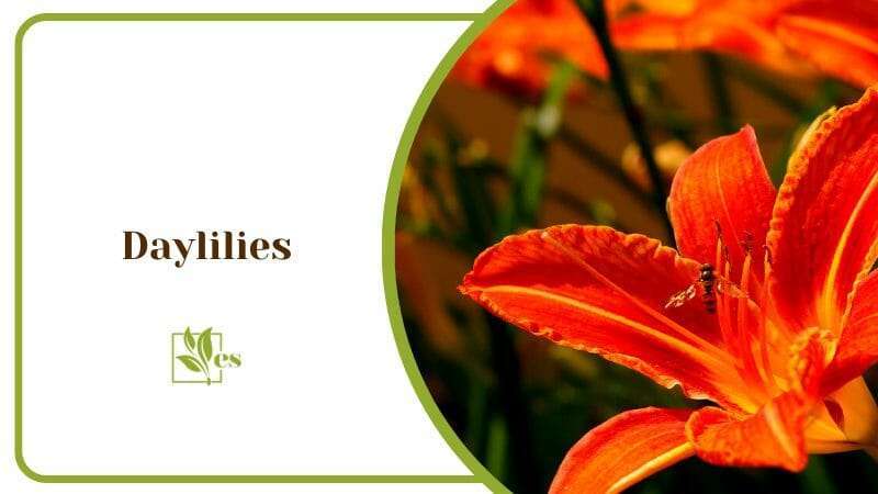 Daylilies Hemerocallis Family of Plants with Orange Bloom Flower