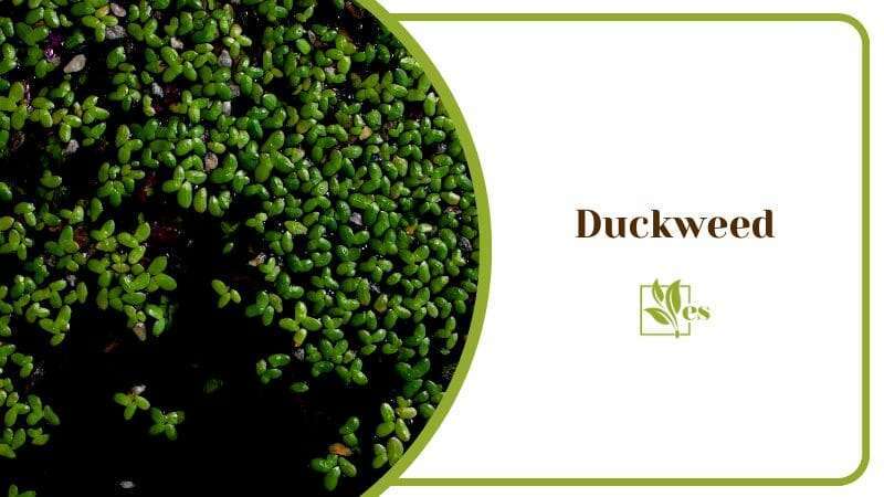 Duckweed Plant based protein Floating Water Plants