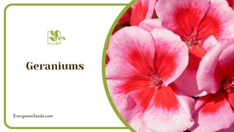 Geraniums Bright Flower With Pleasant Aroma