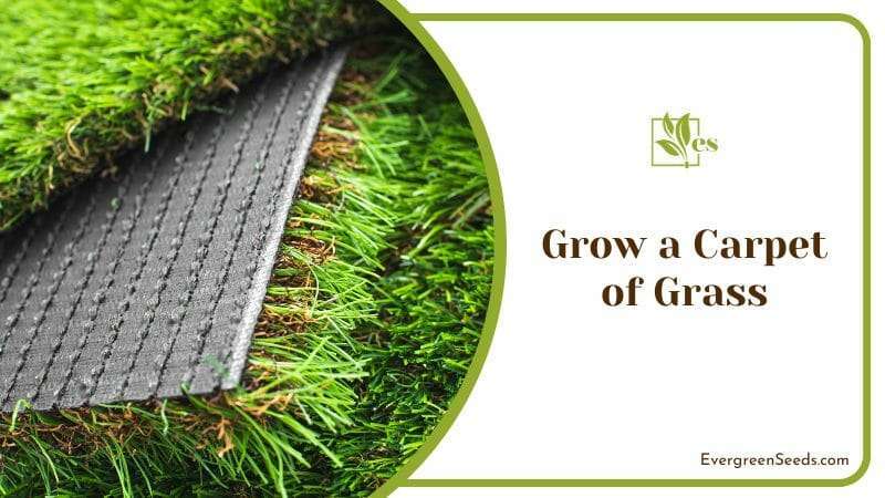 Grow a Carpet of Grass for the Arid Yard