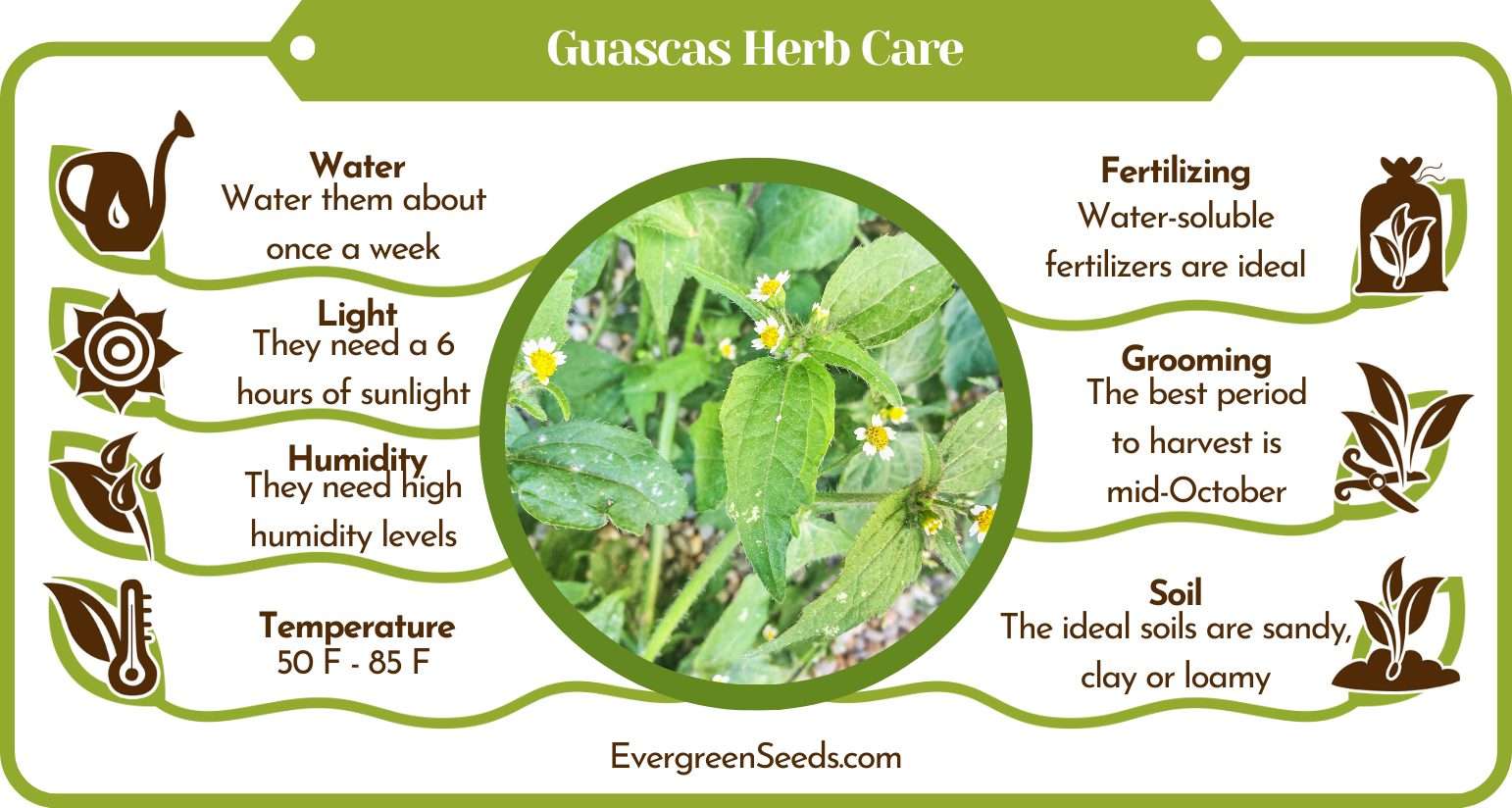 Guascas Herb Care Infographic