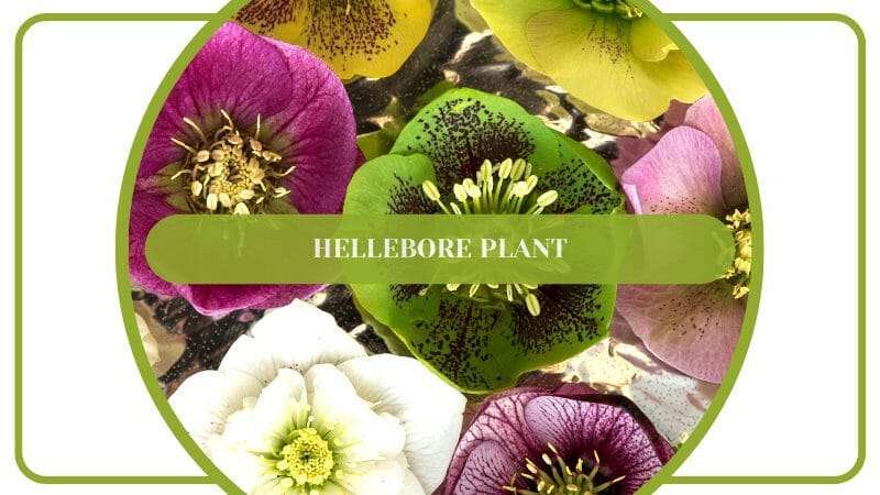 Hellebore Plant Lenten Rose