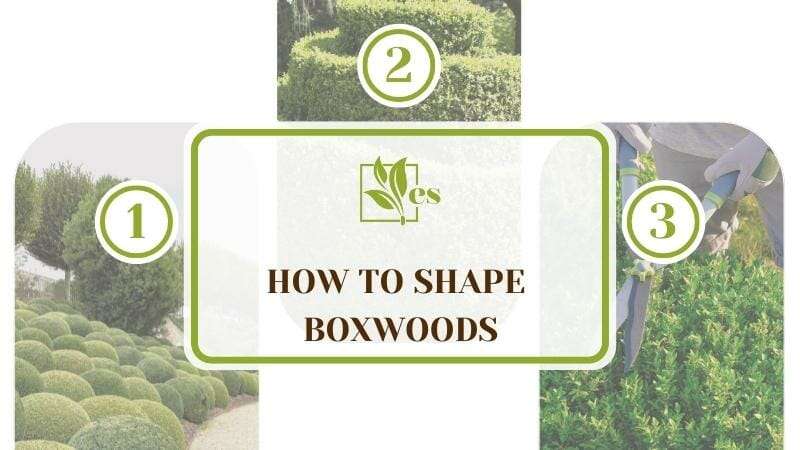 How To Shape Boxwoods