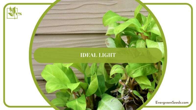 Ideal Light for Pothos Totem