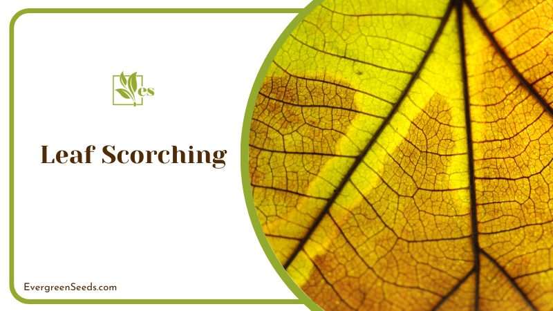 Leaf Scorching