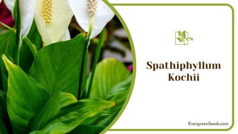 Luminous Spathiphyllum Kochii Lily