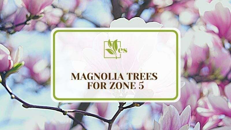 Magnolia Trees For Zone 5