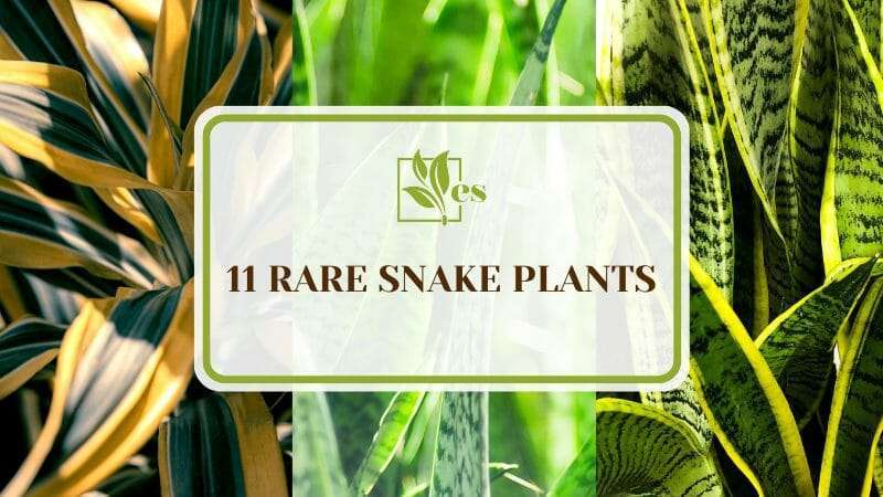 Maintenance of Rare Snake Plants
