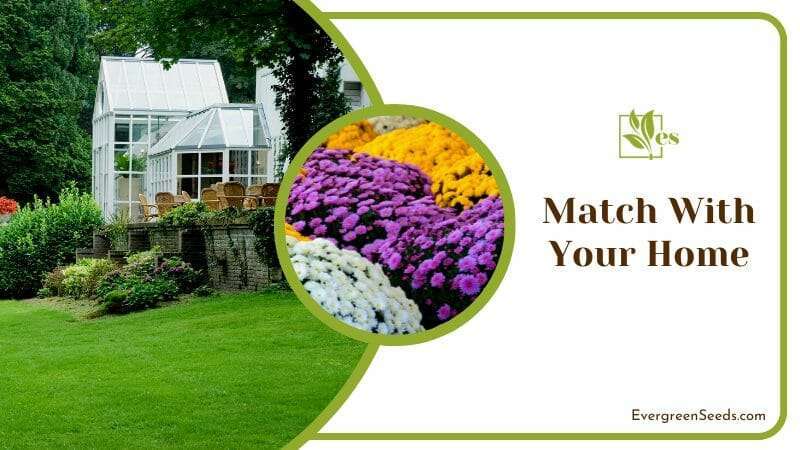 Match With Your Home and Garden with Mums Flowers