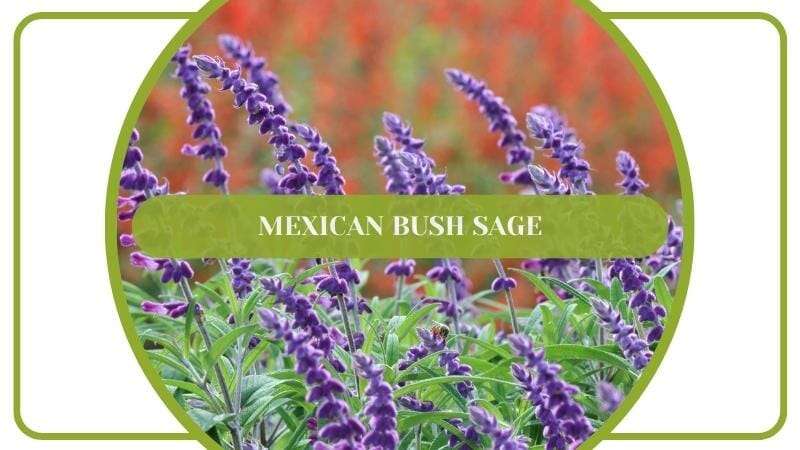 Mexican Bush Sage