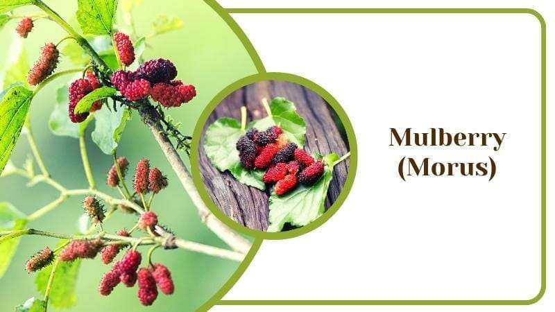 Mulberry Morus