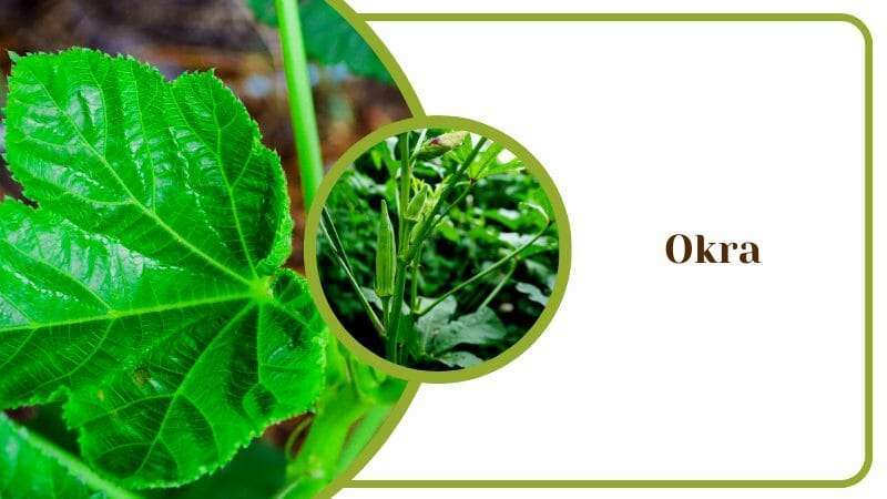 Okra Plant Similar To Marijuana Leaf Cannabis Like Plants