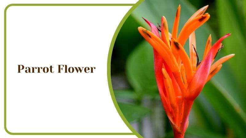 Parrot Flower Bird Exotic Plant Fire Color Variation