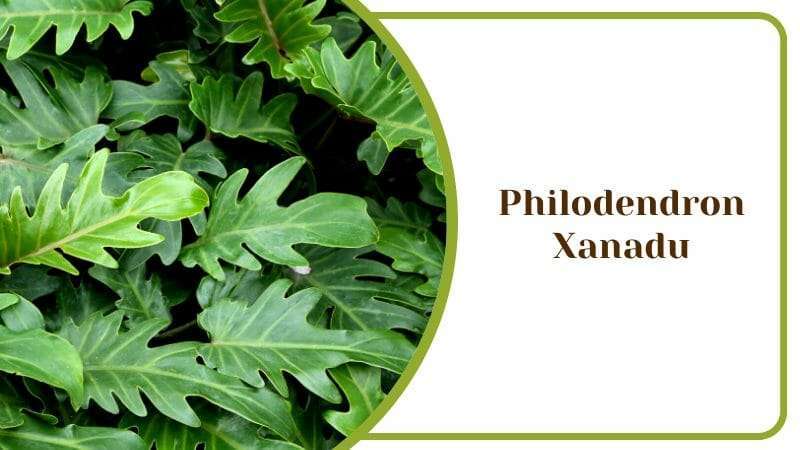 Philodendron Xanadu Green Plant Big Leaves