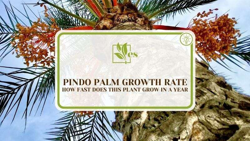 Pindo Palm Growth Rate How Fast Does This Plant Grow