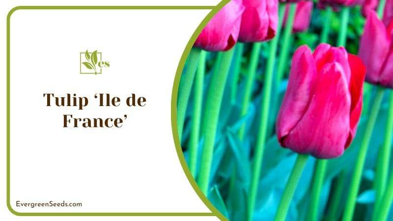 Pink Tulip Ile de France in Garden