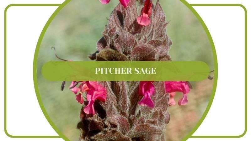 Pitcher Sage Salvia Spathacea Flower